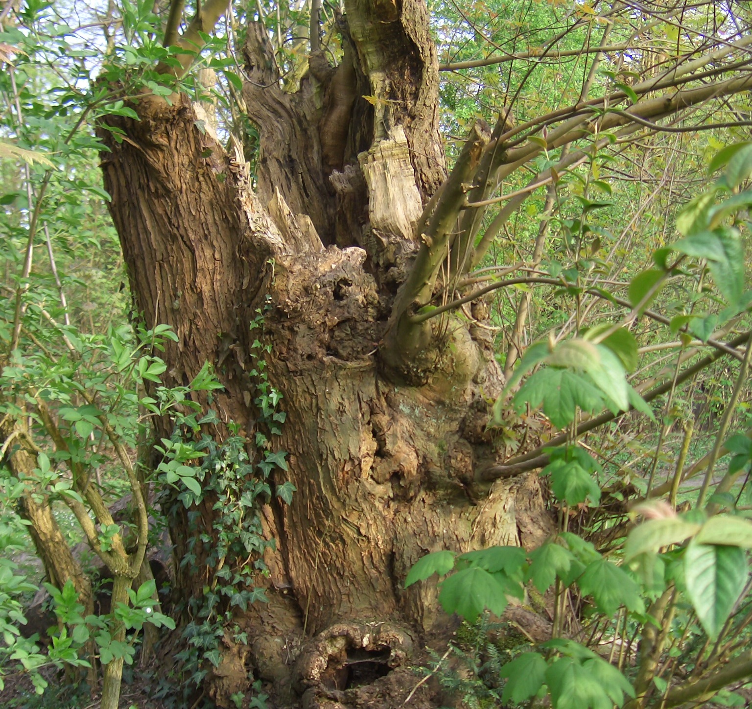 CIMG3529 Naturweisheiten - zugeschnitten