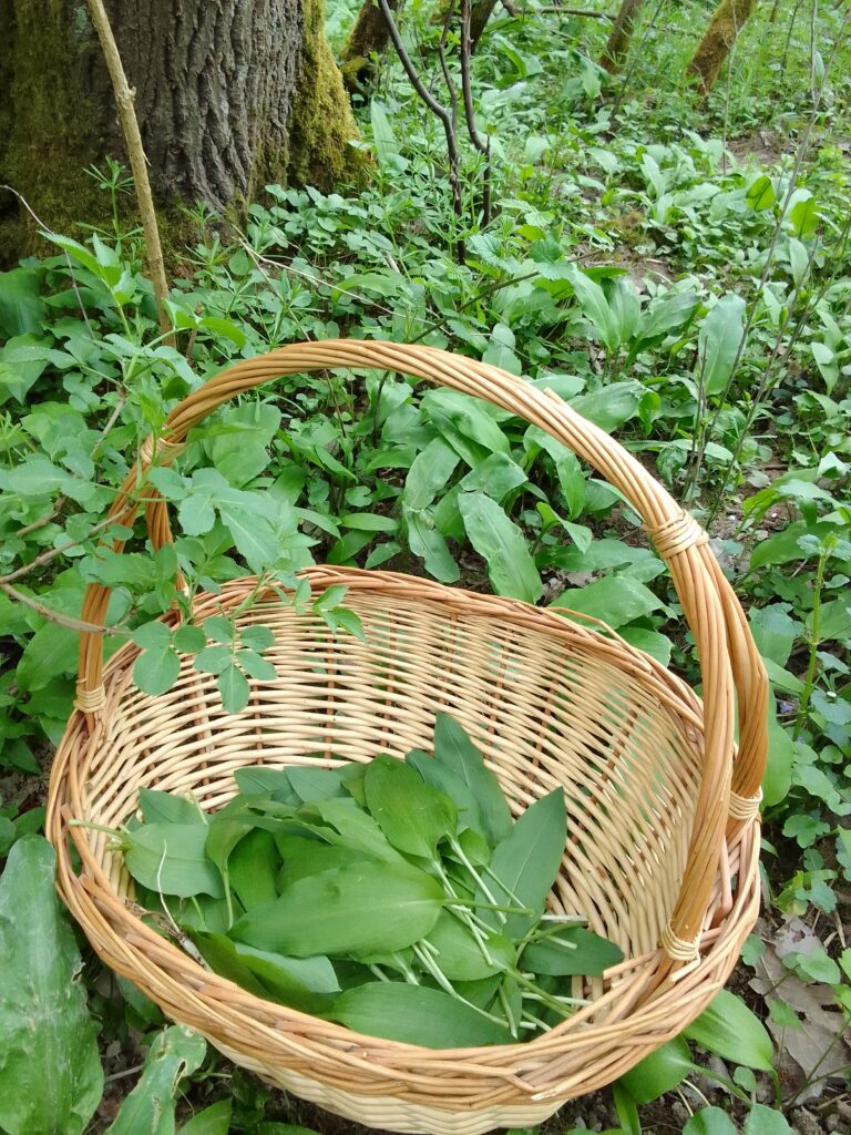 Frisch gesammelter Bärlauch in einem Weidenkorb als Beispiel für das Sammeln von Wildpflanzen in der Natur