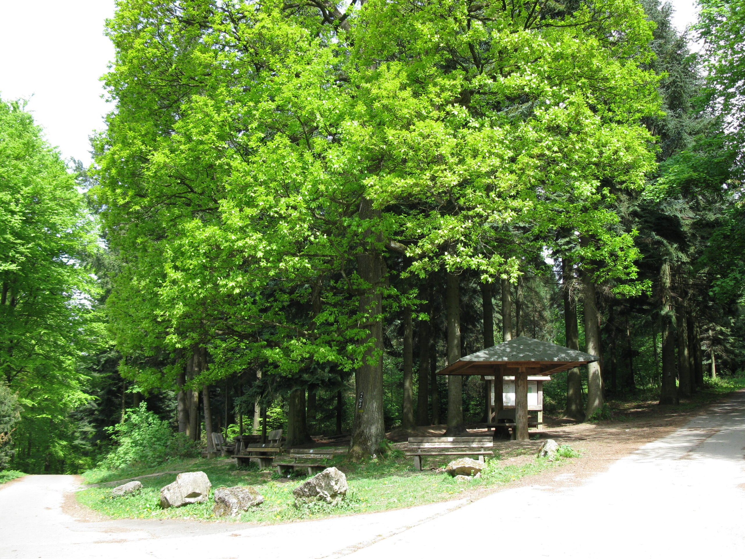 Großer schattiger Laubbaum an einer Wegkreuzung im Wald mit Sitzbänken und hölzernem Regenschutz – ein angenehmer Ort für Entspannung im Wald an heißen Sommertagen.