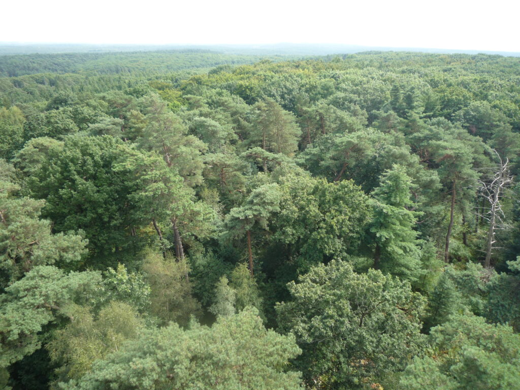 Blick von oben auf einen dicht belaubten grünen Wald, dessen geschlossenes Blätterdach natürliche Abkühlung und Entspannung im Wald ermöglicht.
