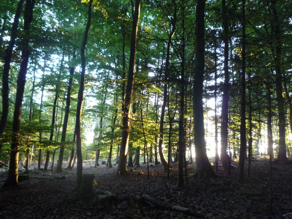 Grüner Laubwald in der Morgensonne mit Sonnenstrahlen zwischen den Baumstämmen – stimmungsvolle Waldszene für Ruhe, Naturverbundenheit und Entspannung.